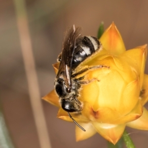 Lasioglossum (Chilalictus) sp. (genus & subgenus) at Taylor, ACT - 12 Jan 2024 12:25 PM