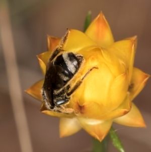 Lasioglossum (Chilalictus) sp. (genus & subgenus) at Taylor, ACT - 12 Jan 2024 12:25 PM