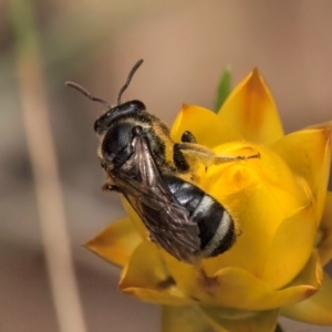 Lasioglossum (Chilalictus) sp. (genus & subgenus) at Taylor Offset (TLR) - 12 Jan 2024