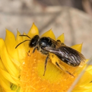 Lasioglossum (Chilalictus) sp. (genus & subgenus) at Taylor Offset (TLR) - 12 Jan 2024