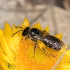 Lasioglossum (Chilalictus) sp. (genus & subgenus) (Halictid bee) at Taylor Offset (TLR) - 12 Jan 2024 by kasiaaus
