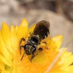 Lasioglossum (Chilalictus) sp. (genus & subgenus) at Taylor Offset (TLR) - 12 Jan 2024