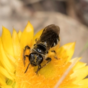 Lasioglossum (Chilalictus) sp. (genus & subgenus) at Taylor, ACT - 12 Jan 2024 12:27 PM