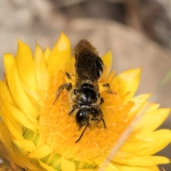 Lasioglossum (Chilalictus) sp. (genus & subgenus) at Taylor, ACT - 12 Jan 2024