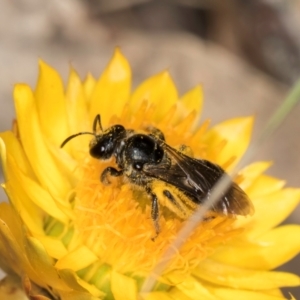 Lasioglossum (Chilalictus) sp. (genus & subgenus) at Taylor, ACT - 12 Jan 2024