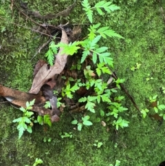 Todea barbara at Barrengarry, NSW - suppressed