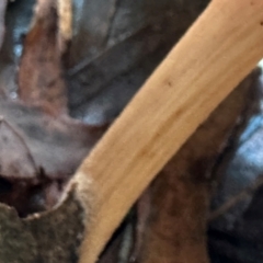 Unidentified Cap on a stem; gills below cap [mushrooms or mushroom-like] at Barrengarry, NSW - 12 Jan 2024 by lbradley