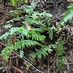 Pellaea falcata (Sickle Fern) at Barrengarry, NSW - 12 Jan 2024 by lbradleyKV