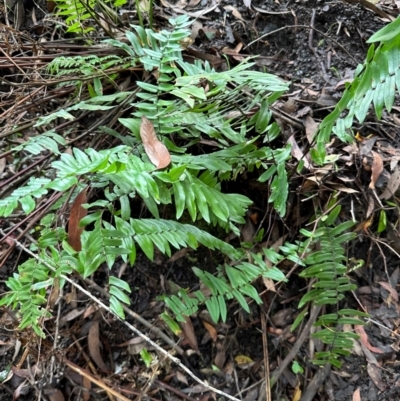 Pellaea falcata (Sickle Fern) at Barrengarry, NSW - 12 Jan 2024 by lbradley