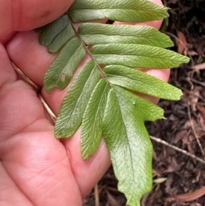 Pellaea falcata at Barrengarry, NSW - 12 Jan 2024