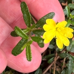 Hibbertia empetrifolia subsp. empetrifolia at Barrengarry, NSW - 12 Jan 2024 by lbradley