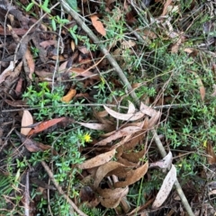 Hibbertia empetrifolia subsp. empetrifolia at Barrengarry, NSW - 12 Jan 2024 03:50 PM