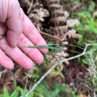 Unidentified Grass at Barrengarry, NSW - 12 Jan 2024 by lbradley