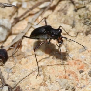 Cicindelidae (Family) at suppressed - suppressed