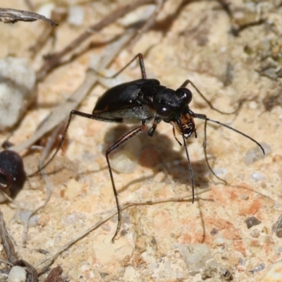 Unidentified Other insect at Moruya, NSW - 9 Jan 2024 by LisaH