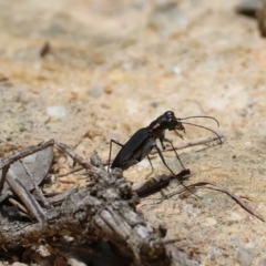 Cicindelidae (Family) at suppressed - suppressed