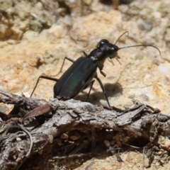 Cicindelidae (Family) at suppressed - suppressed