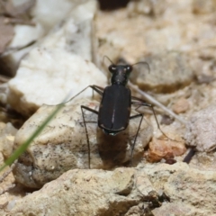 Cicindelidae (Family) at suppressed - suppressed