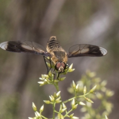 Comptosia quadripennis (a bee fly) at Hawker, ACT - 11 Jan 2024 by AlisonMilton