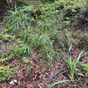 Lambertia formosa at Barrengarry, NSW - 12 Jan 2024 03:46 PM