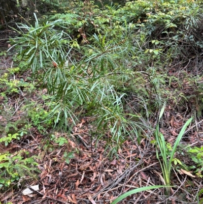 Lambertia formosa (Mountain Devil) at Barrengarry, NSW - 12 Jan 2024 by lbradleyKV