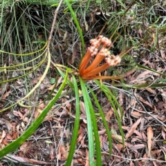 Lambertia formosa at Barrengarry, NSW - 12 Jan 2024