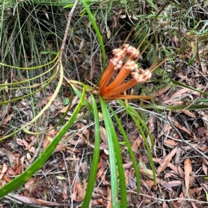 Lambertia formosa at Barrengarry, NSW - 12 Jan 2024 03:46 PM