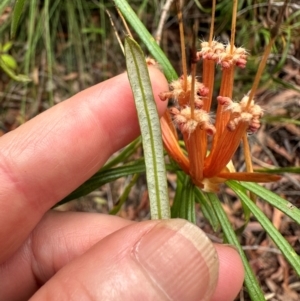 Lambertia formosa at Barrengarry, NSW - 12 Jan 2024
