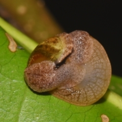 Ubiquitarion iridis at Sheldon, QLD - 12 Jan 2024 by PJH123