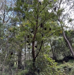 Banksia serrata (Saw Banksia) at Barrengarry, NSW - 12 Jan 2024 by lbradleyKV