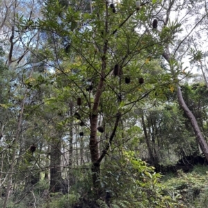 Banksia serrata at Barrengarry, NSW - 12 Jan 2024