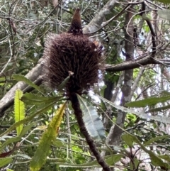 Banksia serrata at Barrengarry, NSW - 12 Jan 2024