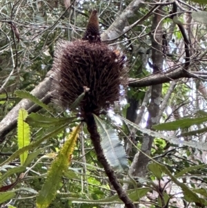 Banksia serrata at Barrengarry, NSW - 12 Jan 2024