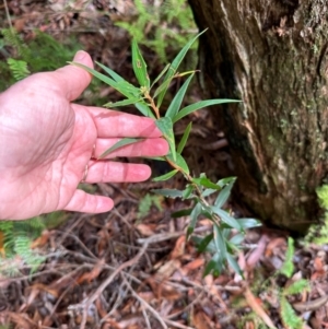 Leucopogon affinis at Barrengarry, NSW - 12 Jan 2024 03:44 PM
