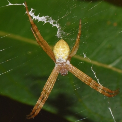 Argiope (genus) (A St. Andrew's cross spider) at Sheldon, QLD - 12 Jan 2024 by PJH123