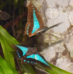 Graphium choredon (Blue Triangle) at Sheldon, QLD - 12 Jan 2024 by PJH123