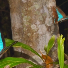 Graphium choredon at Sheldon, QLD - suppressed