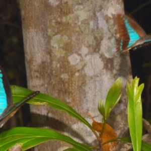 Graphium choredon at Sheldon, QLD - suppressed