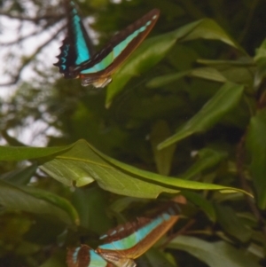 Graphium choredon at Sheldon, QLD - suppressed