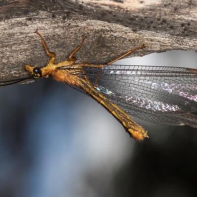 Nymphes myrmeleonoides (Blue eyes lacewing) at Taylor Offset (TLR) - 12 Jan 2024 by kasiaaus