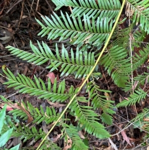 Todea barbara at Barrengarry, NSW - 12 Jan 2024