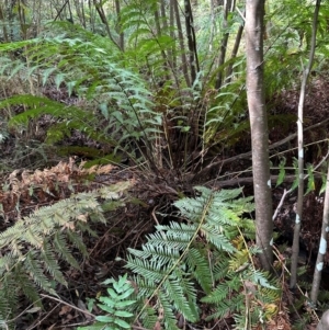 Todea barbara at Barrengarry, NSW - 12 Jan 2024