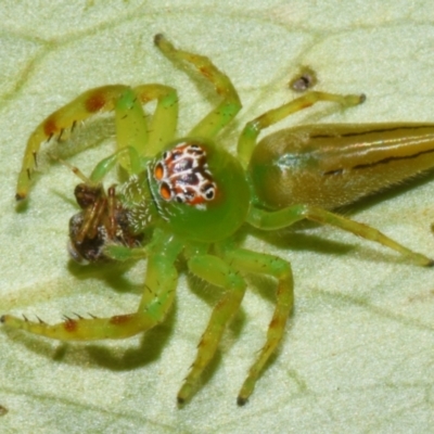 Unidentified Jumping or peacock spider (Salticidae) at Sheldon, QLD - 12 Jan 2024 by PJH123