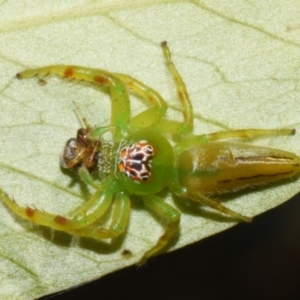 Mopsus mormon at Sheldon, QLD - suppressed