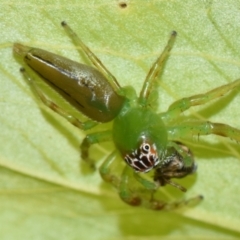 Mopsus mormon at Sheldon, QLD - suppressed