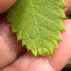 Callicoma serratifolia at Barrengarry, NSW - 12 Jan 2024 03:19 PM