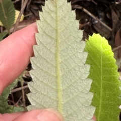 Callicoma serratifolia at Barrengarry, NSW - 12 Jan 2024 03:19 PM