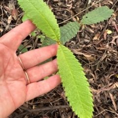 Callicoma serratifolia at Barrengarry, NSW - 12 Jan 2024 03:19 PM