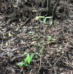 Callicoma serratifolia at Barrengarry, NSW - 12 Jan 2024 03:19 PM