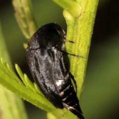Mordella sp. (genus) (Pintail or tumbling flower beetle) at Taylor, ACT - 12 Jan 2024 by kasiaaus